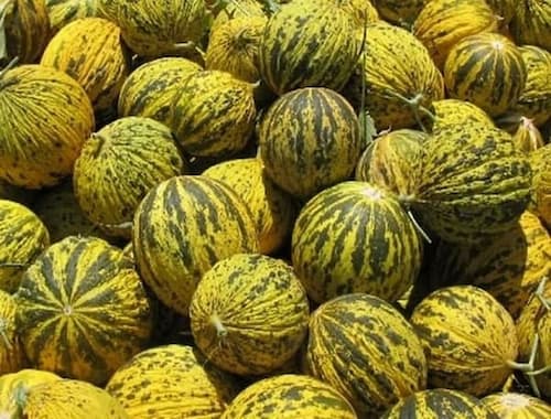 تصویر 4 از قیمت هندوانه پوست زرد + خرید باور نکردنی